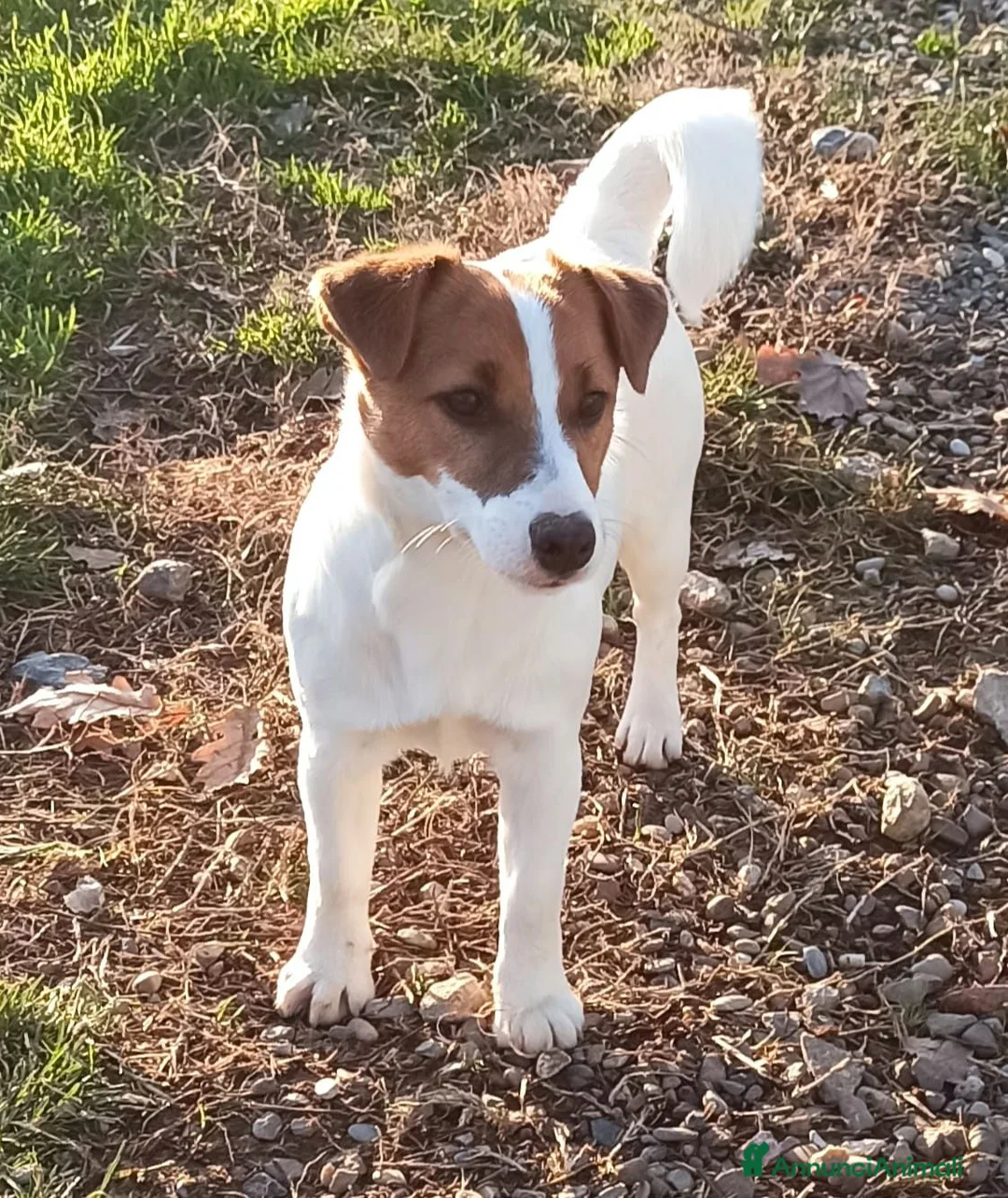 Jack Russell cani in vendita: Cucciolata jack Russell terrier con pedigree  - Annuncio 24