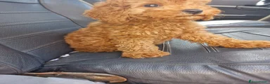  Cucciolo 1