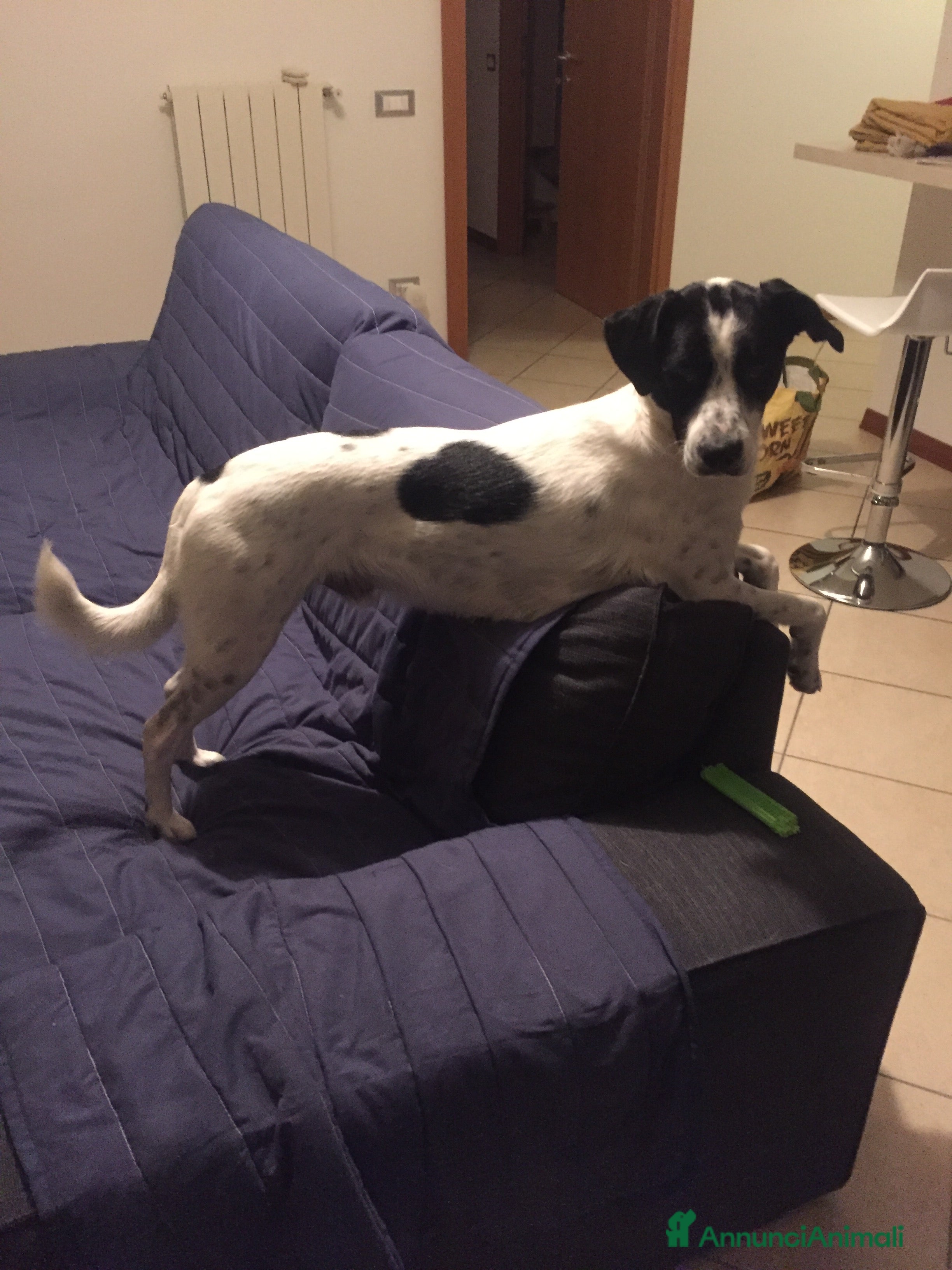 Meticcio cani cerca casa - Annuncio 26