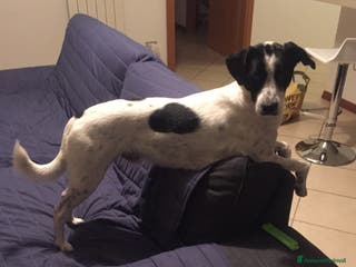 Meticcio cani cerca casa - Annuncio 26