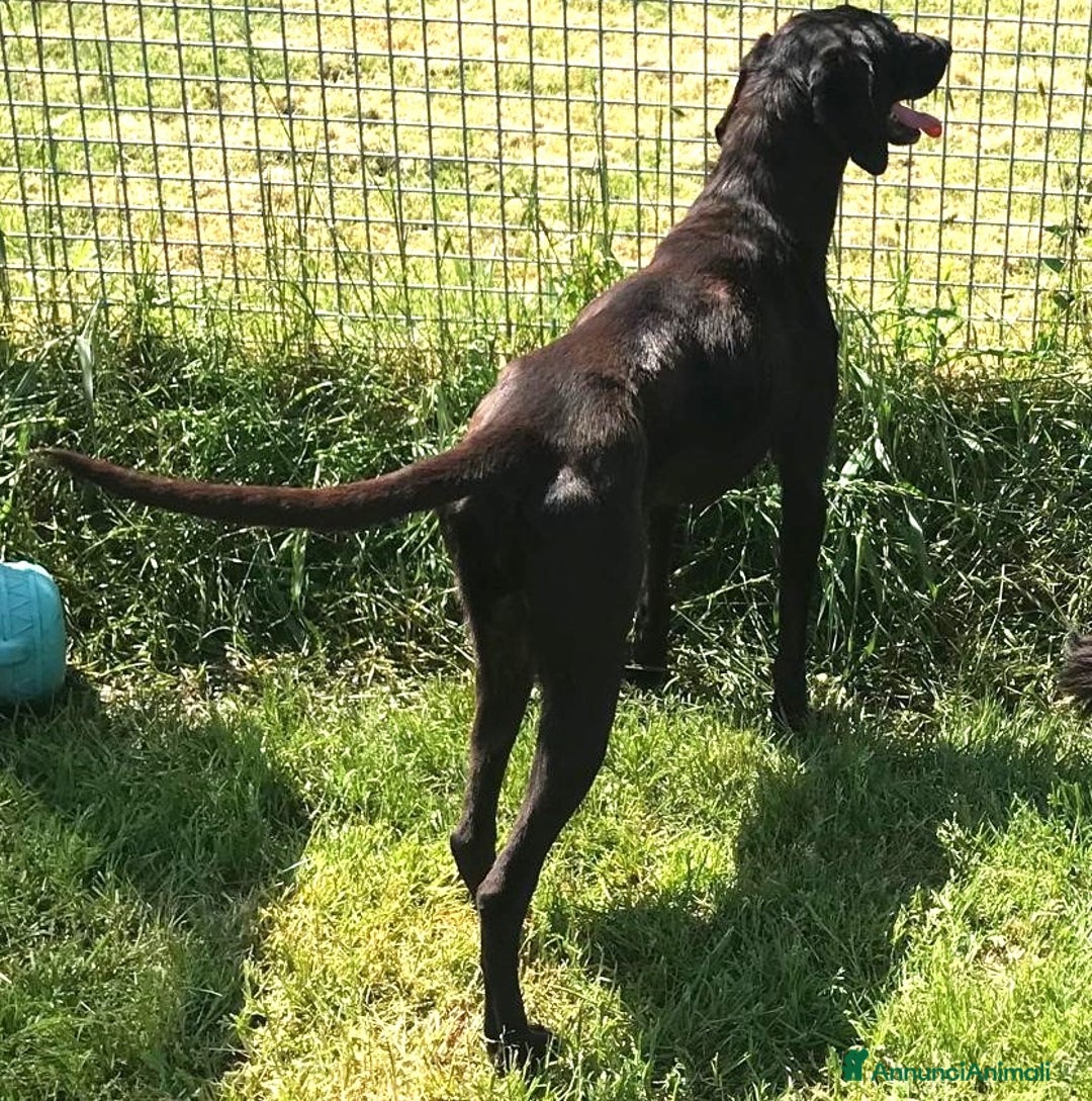 Meticcio cani in regalo: Cola giovanissima simil labrador a Provincia di Latina - Annuncio 2