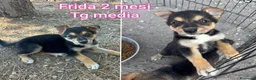 Meticcio cani in regalo: TROPPI CUCCIOLI SOLI IN RIFUGIO  a Provincia di Verona - Annuncio 11