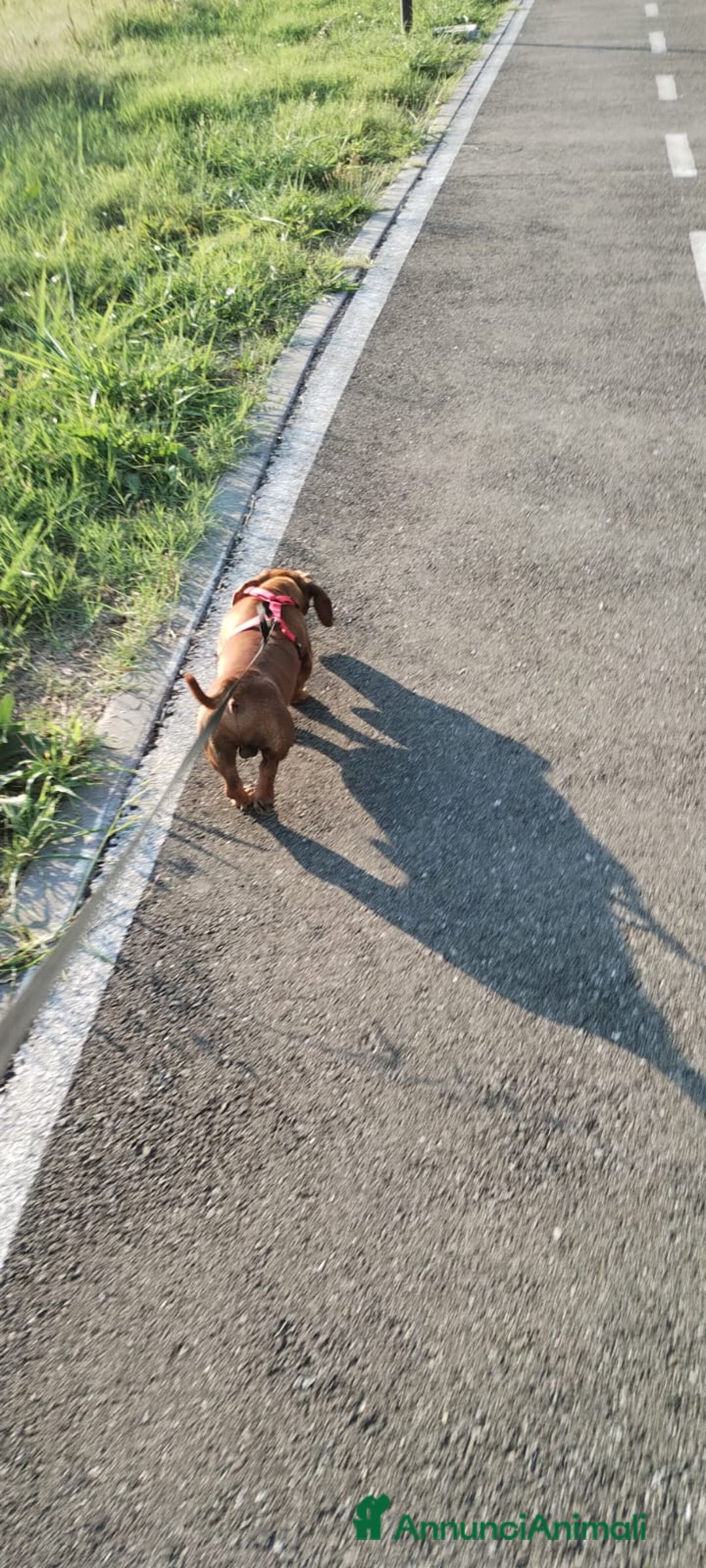 Bassotto cani in vendita: Cedo dietro rimborso bassotto - Annuncio 4