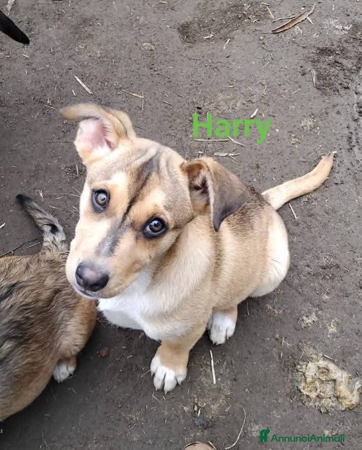 Meticcio cani HARRY,  RONNY - Annuncio 1