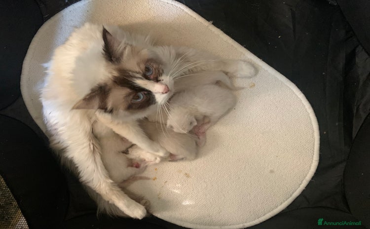 Ragdoll gatti a Provincia di Forlì-Cesena - Annuncio 4