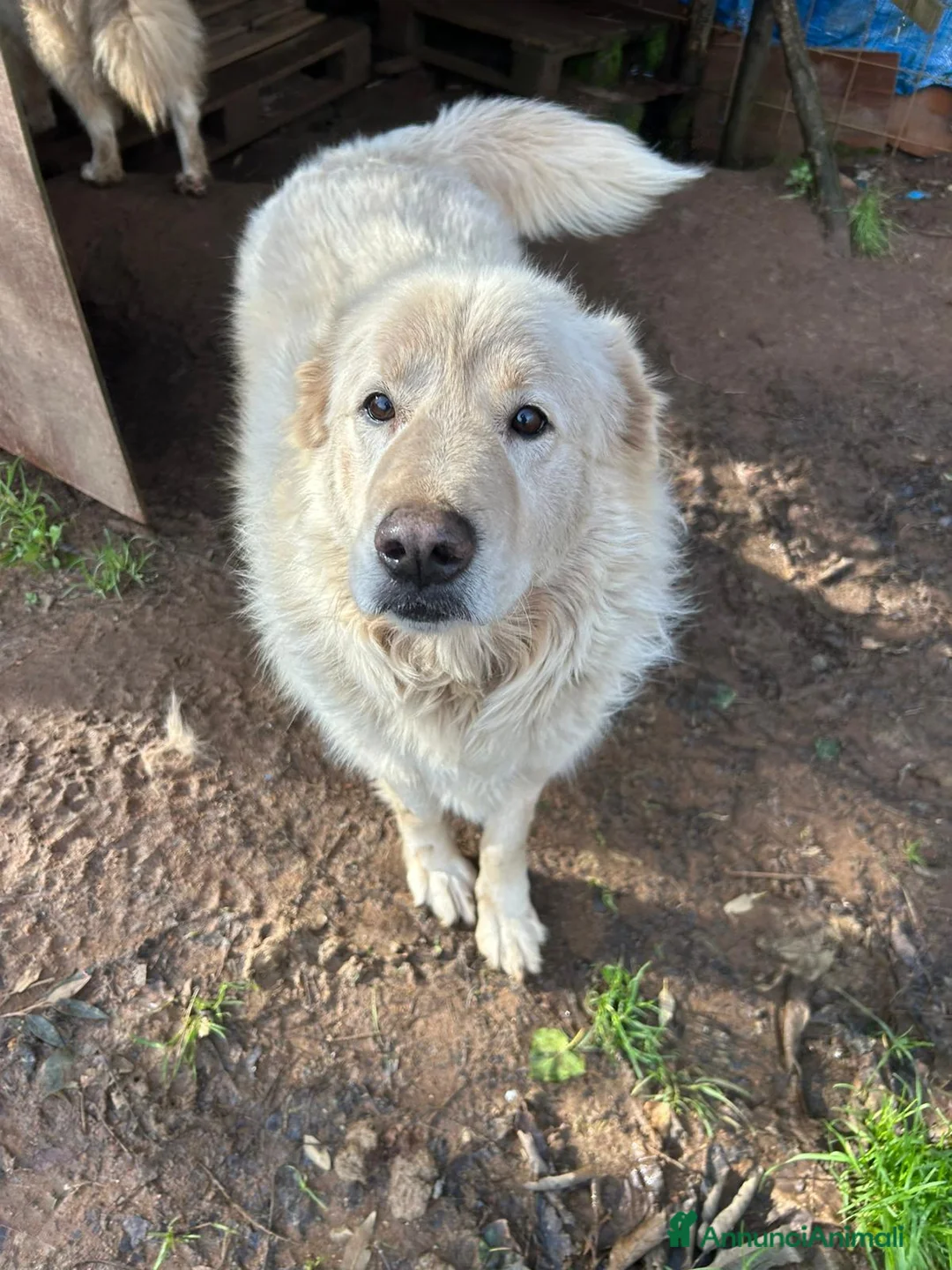 Meticcio cani in regalo: Biancone splendido cagnolone cerca casa  - Annuncio 2