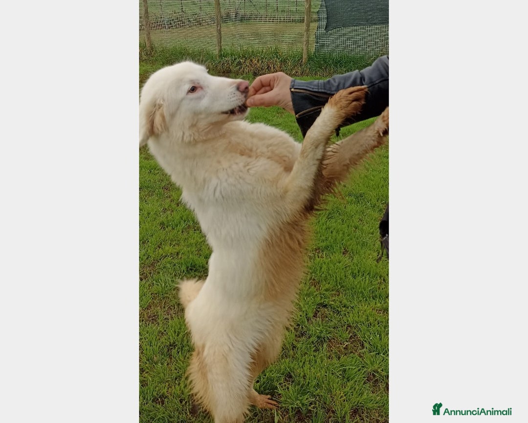 Meticcio cani in regalo: Melanie, derivata maremmana, cresciuta in canile a Latina - Annuncio 5
