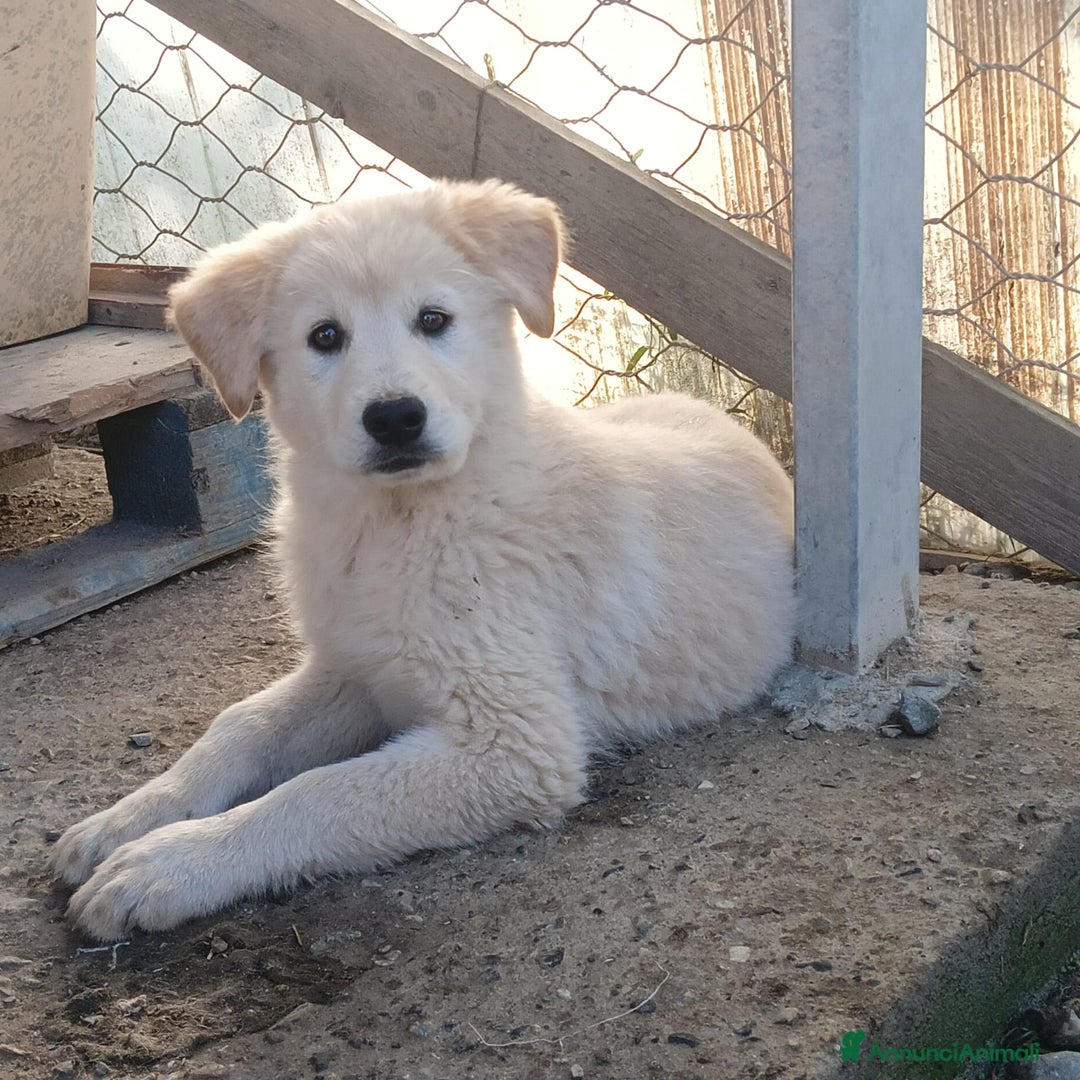 Meticcio cani in regalo: Una famiglia per la dolce Keila  - Annuncio 8