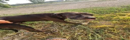 Meticcio cani in regalo: Edoardo: taglia media, equilbrato e socievole  - Annuncio 10