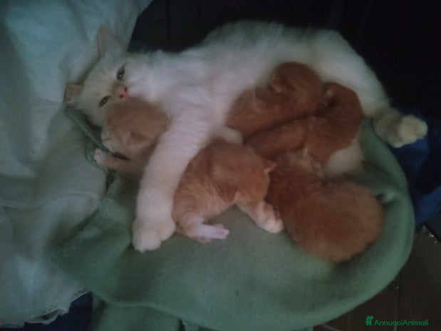 Siberiano gatti - Annuncio 7