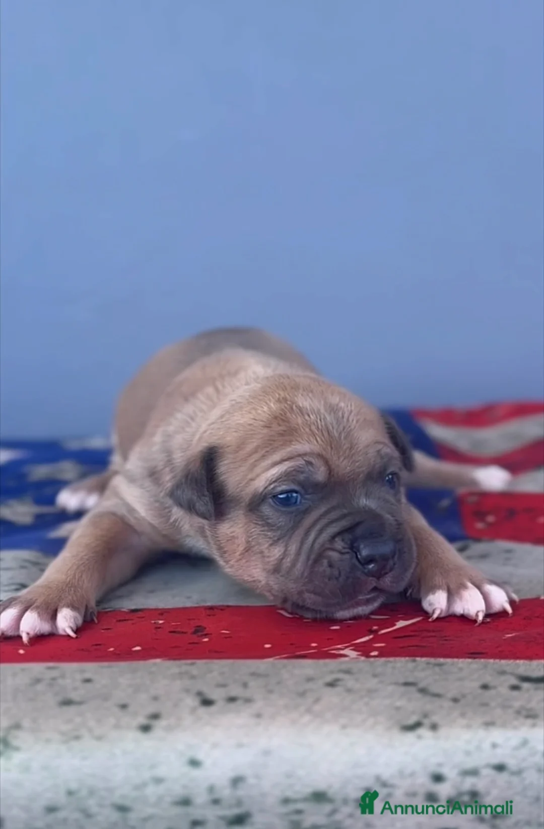 American Staffordshire cani in vendita: Amstaff cuccioli blu fawn - Annuncio 4