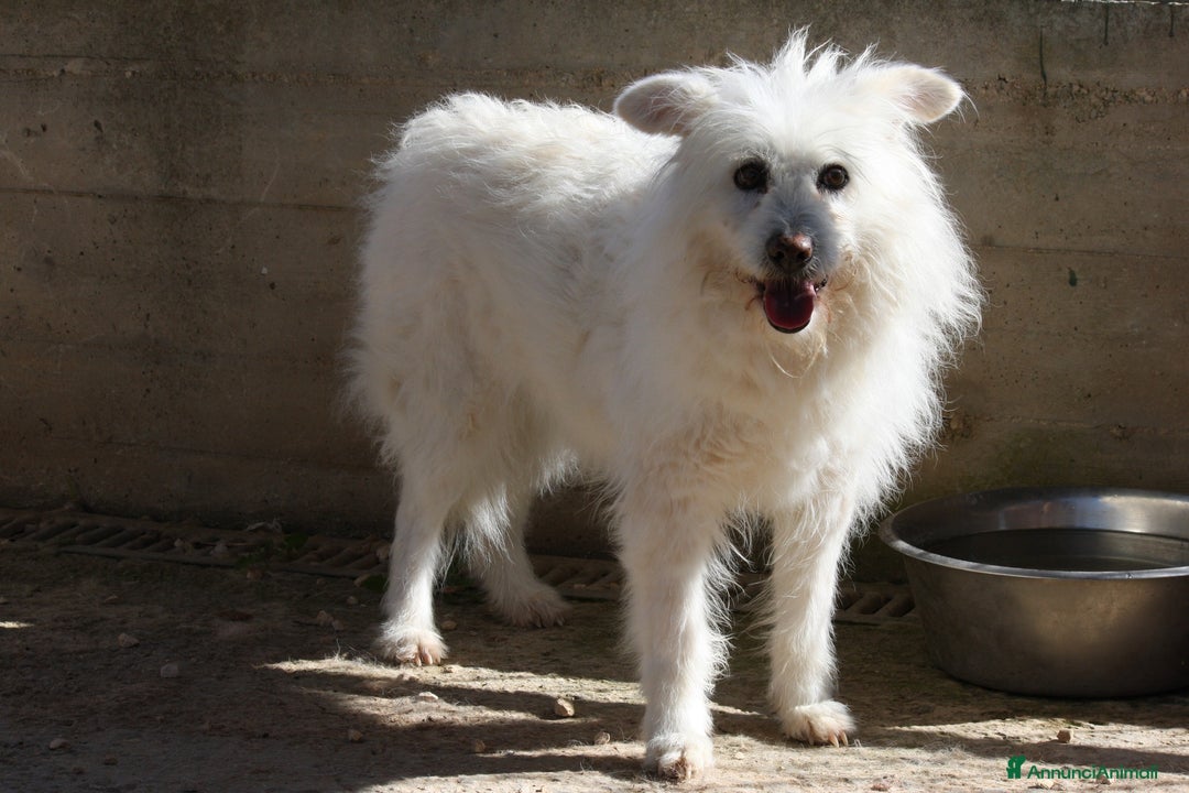 Meticcio cani in regalo: Neve da troppo tempo aspetta una famiglia - Annuncio 4