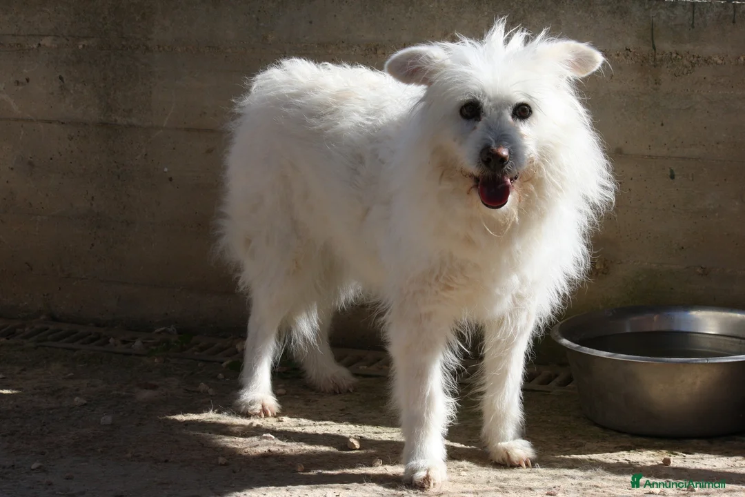 Meticcio cani in regalo: Neve da troppo tempo aspetta una famiglia - Annuncio 4
