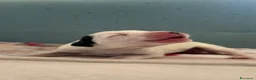 Dalmata cani in vendita: Cuccioli di dalmata a Provincia di Campobasso - Annuncio 3