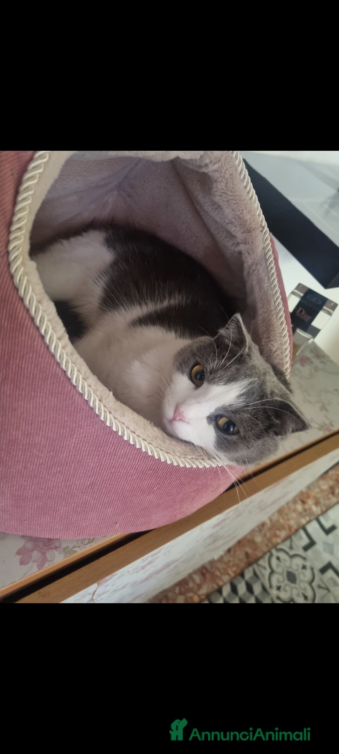 Scottish gatti per accoppiamento: Mia cerca fidanzato a Città metropolitana di Milano - Immagine 5