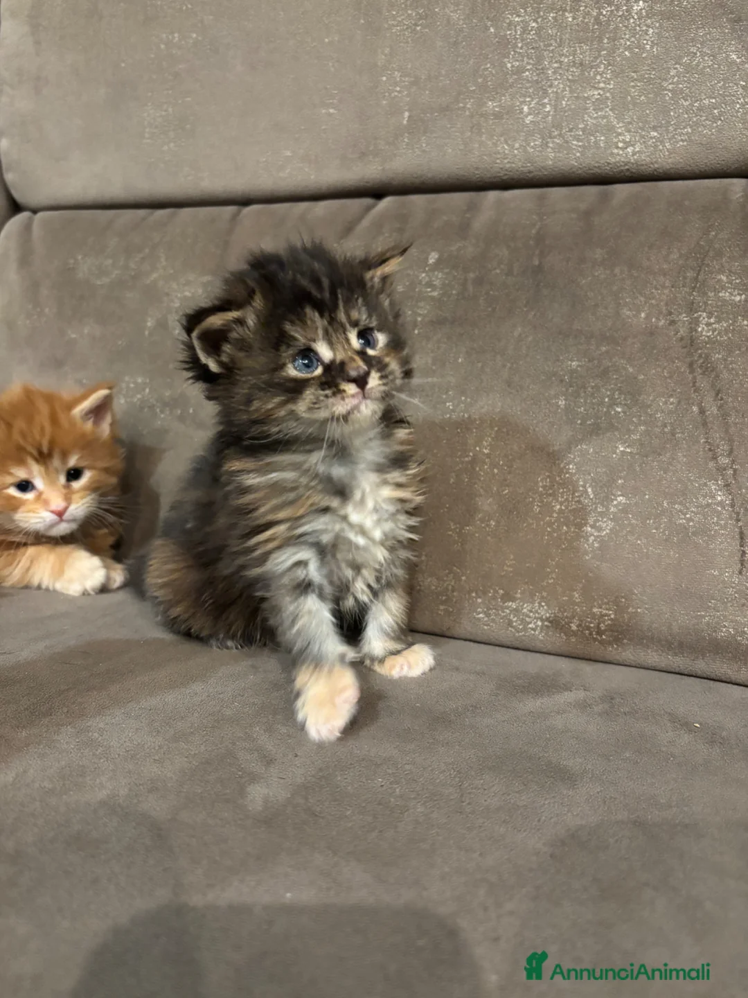 Maine Coon gatti in vendita: Cuccioli Mainecoon  a Città Metropolitana di Torino - Annuncio 5