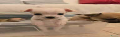 Chihuahua 2