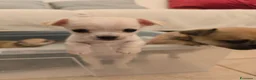 Chihuahua cani in vendita: Cuccioli chihuahua  - Annuncio 5