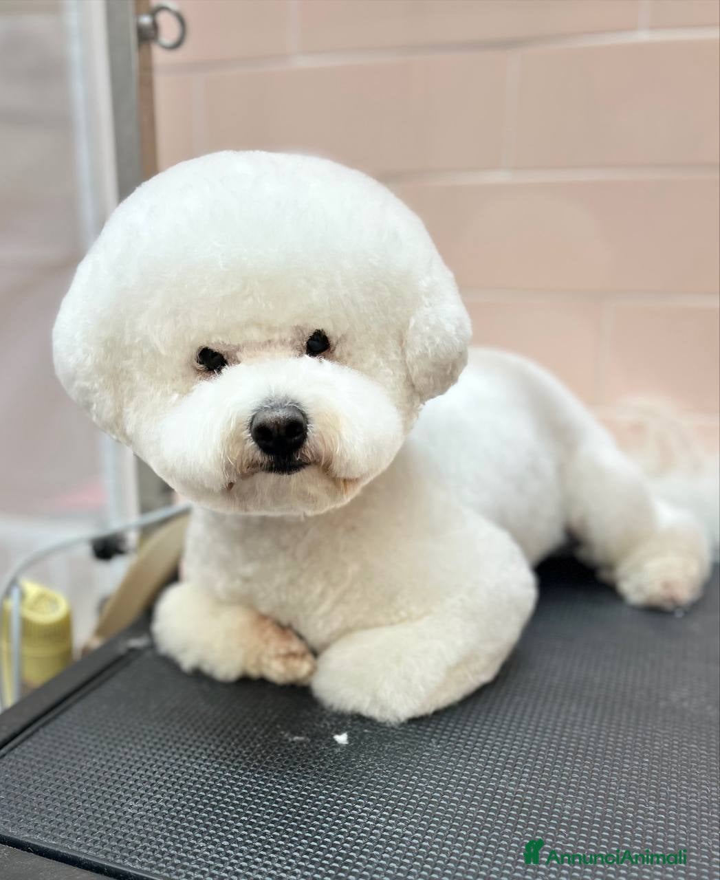 Bichon cani Bichon Frise maschio accoppiamento con pedigree  - Annuncio 1