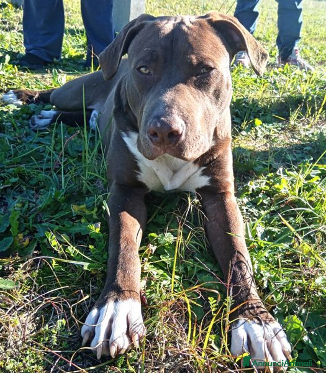 Bull Terrier cani in regalo: APACHE, cucciolo di American Pit Bull Terrier a Provincia di Latina - Immagine 2