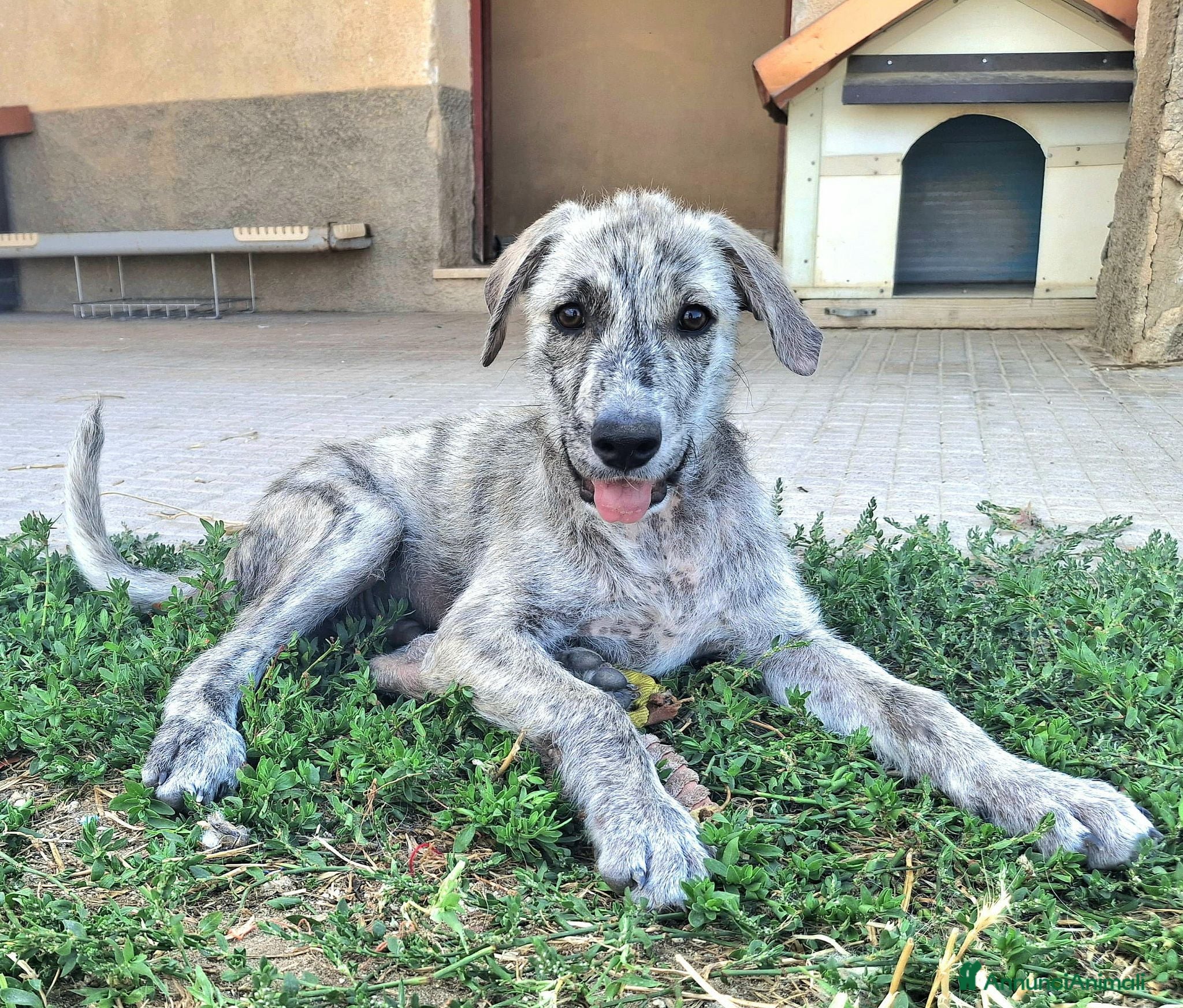 Meticcio cani Argent 2 mesi taglia media  - Annuncio 8