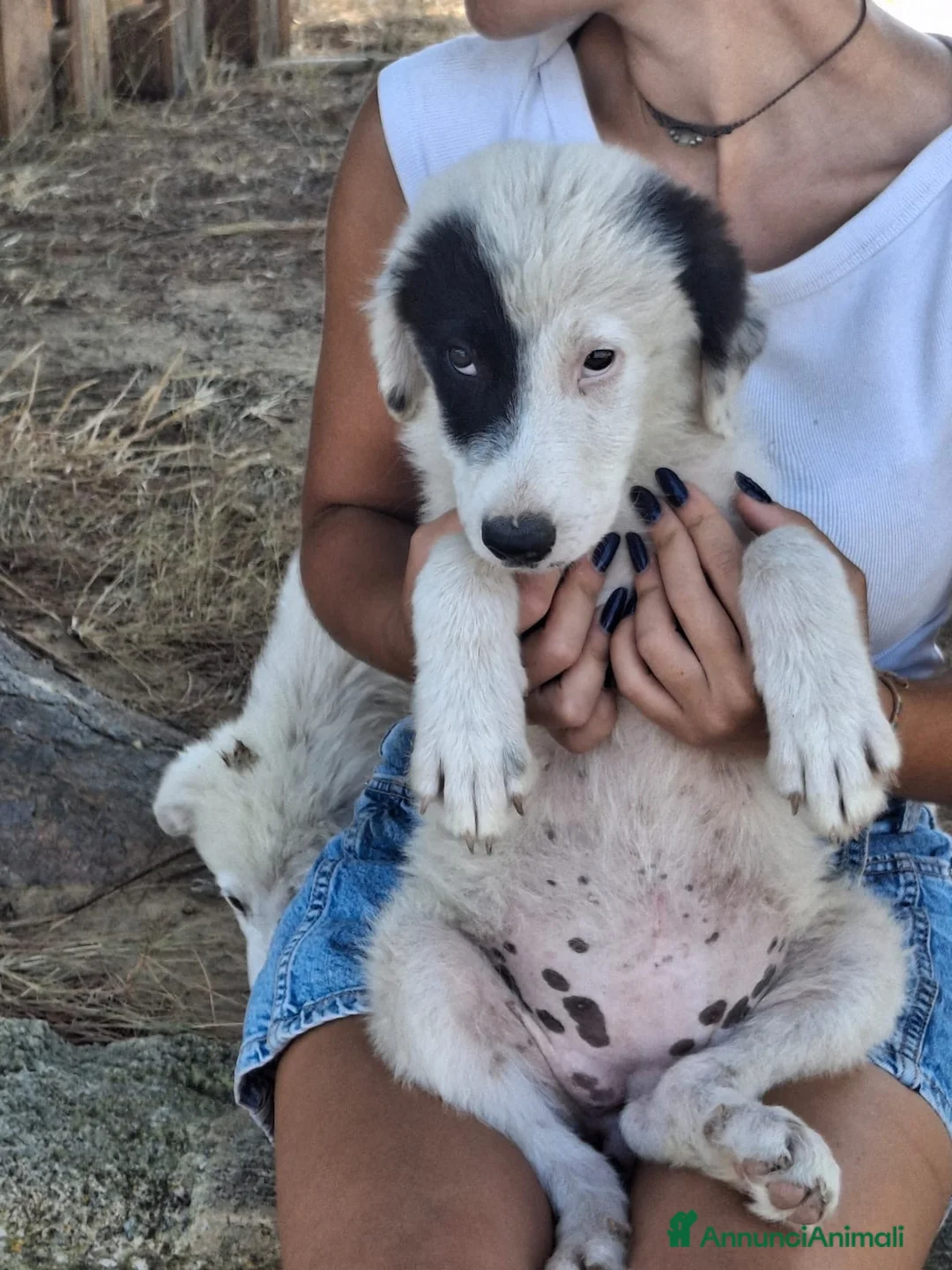 Meticcio cani in regalo: BRIE 🩷  UNA MACCHIA, MILLE COCCOLE 😍😍 a Provincia di Padova - Annuncio 2