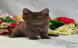 Scottish gatti in vendita: Scottish Straight Chocolat  a Città metropolitana di Roma Capitale - Immagine 6
