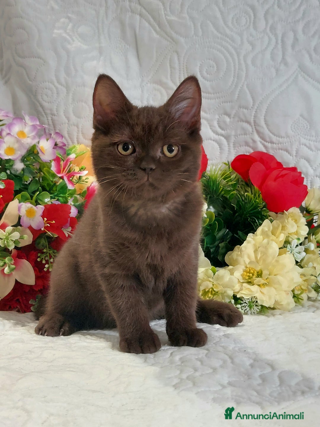 Scottish gatti in vendita: Scottish Straight Chocolat  a Città metropolitana di Roma Capitale - Immagine 6