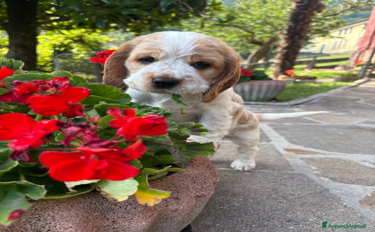 Cocker cani a Provincia di Bergamo - Annuncio 1