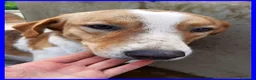 Meticcio cani in regalo: ROSE dolce triste patatina! - Annuncio 3