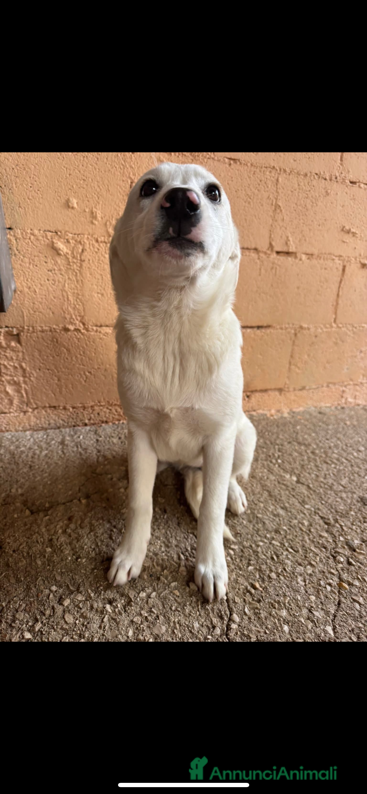Meticcio cani Fragolina una cucciola finita in canile  - Annuncio 1