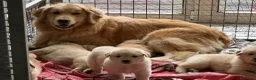 Golden Retriever cani in vendita: CUCCIOLA GOLDEN AMERICANO a Provincia di Brescia - Annuncio 1