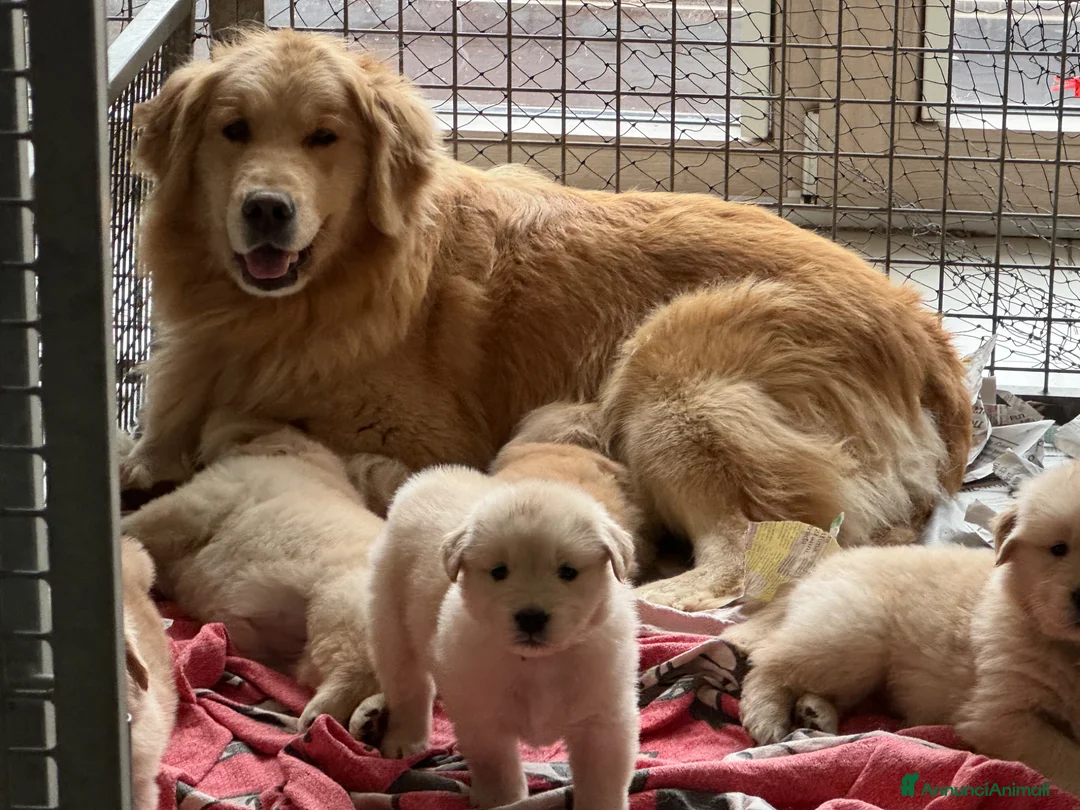 Golden Retriever cani in vendita: CUCCIOLA GOLDEN AMERICANO a Provincia di Brescia - Annuncio 1