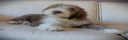 Bearded Collie cani in vendita: Bearded Collie cuccioli  - Annuncio 5