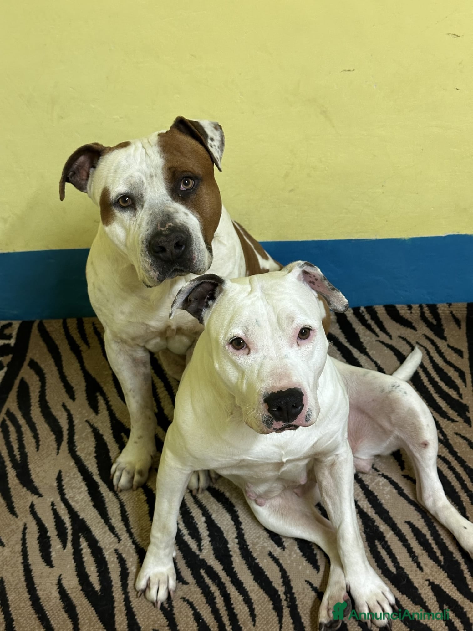 American Staffordshire cani in vendita: Cuccioli di American Staffordshire Terrier  - Annuncio 5