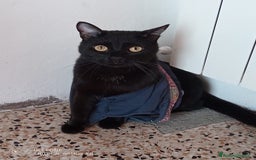 Altre razze gatti in regalo: Adozione del cuore due mici di tre anni - Annuncio 2