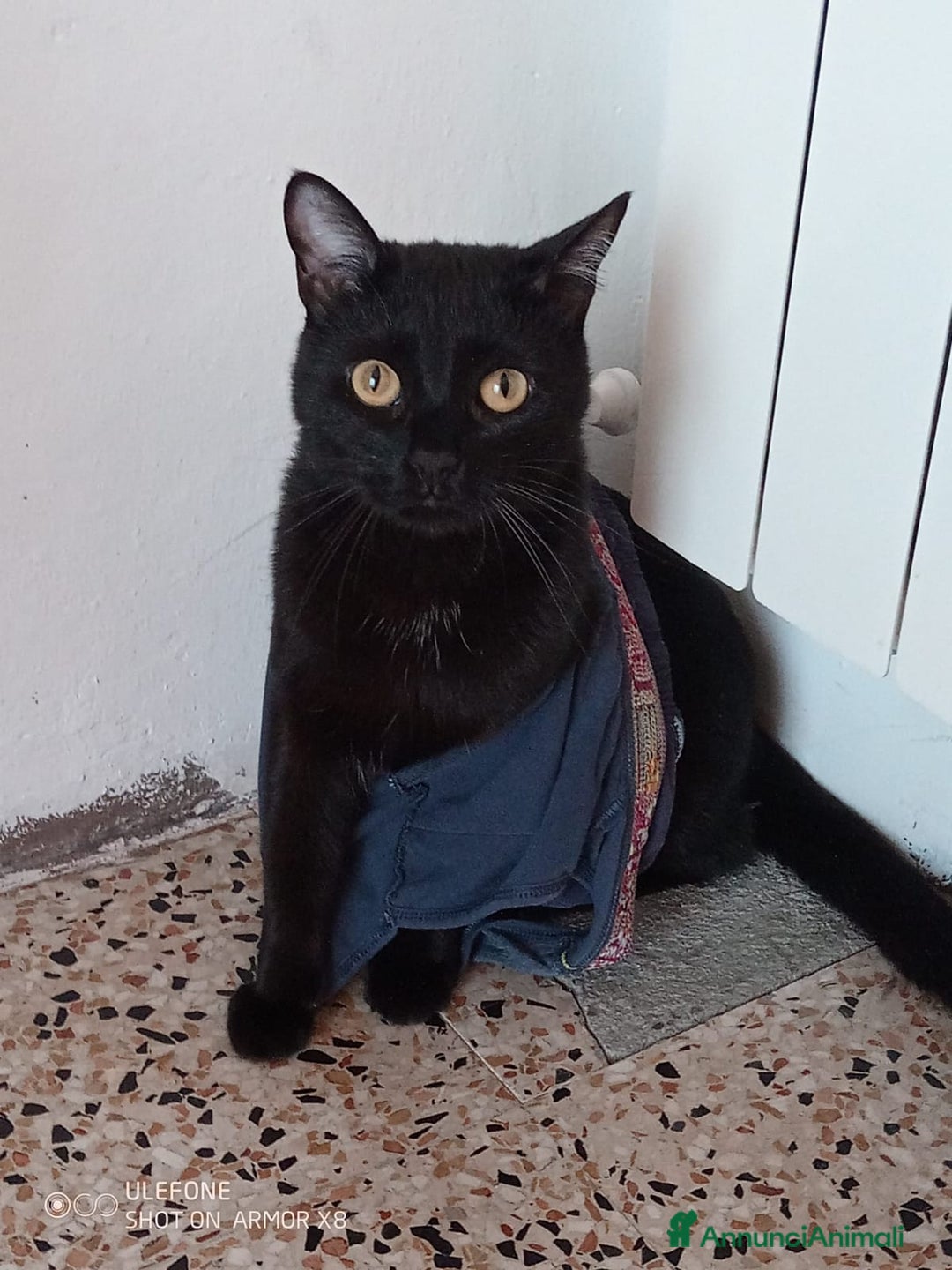 Altre razze gatti in regalo: Adozione del cuore due mici di tre anni - Annuncio 2