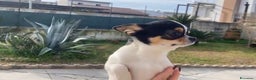 Chihuahua cani in vendita: Maschio di un anno e mezzo  - Annuncio 4