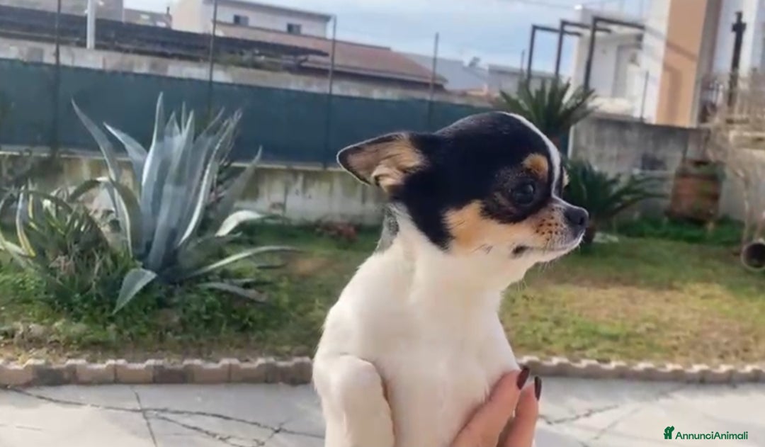 Chihuahua cani in vendita: Maschio di un anno e mezzo  - Annuncio 4