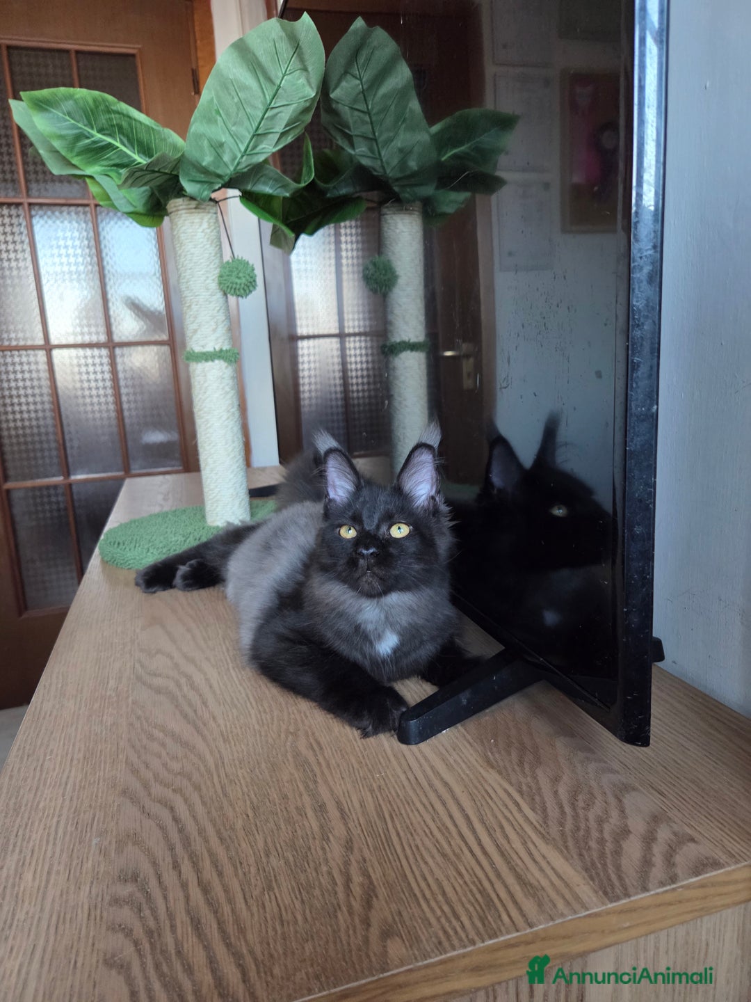 Maine Coon gatti in vendita: Ultimi 4 cuccioli Maine Coon - Annuncio 12