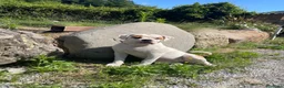 Bulldog cani in vendita: American Buldog - Annuncio 5