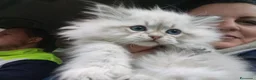 Siberiano gatti in vendita: Siberiani Neva masquerade Seal tabby point  a Provincia autonoma di Trento - Annuncio 3