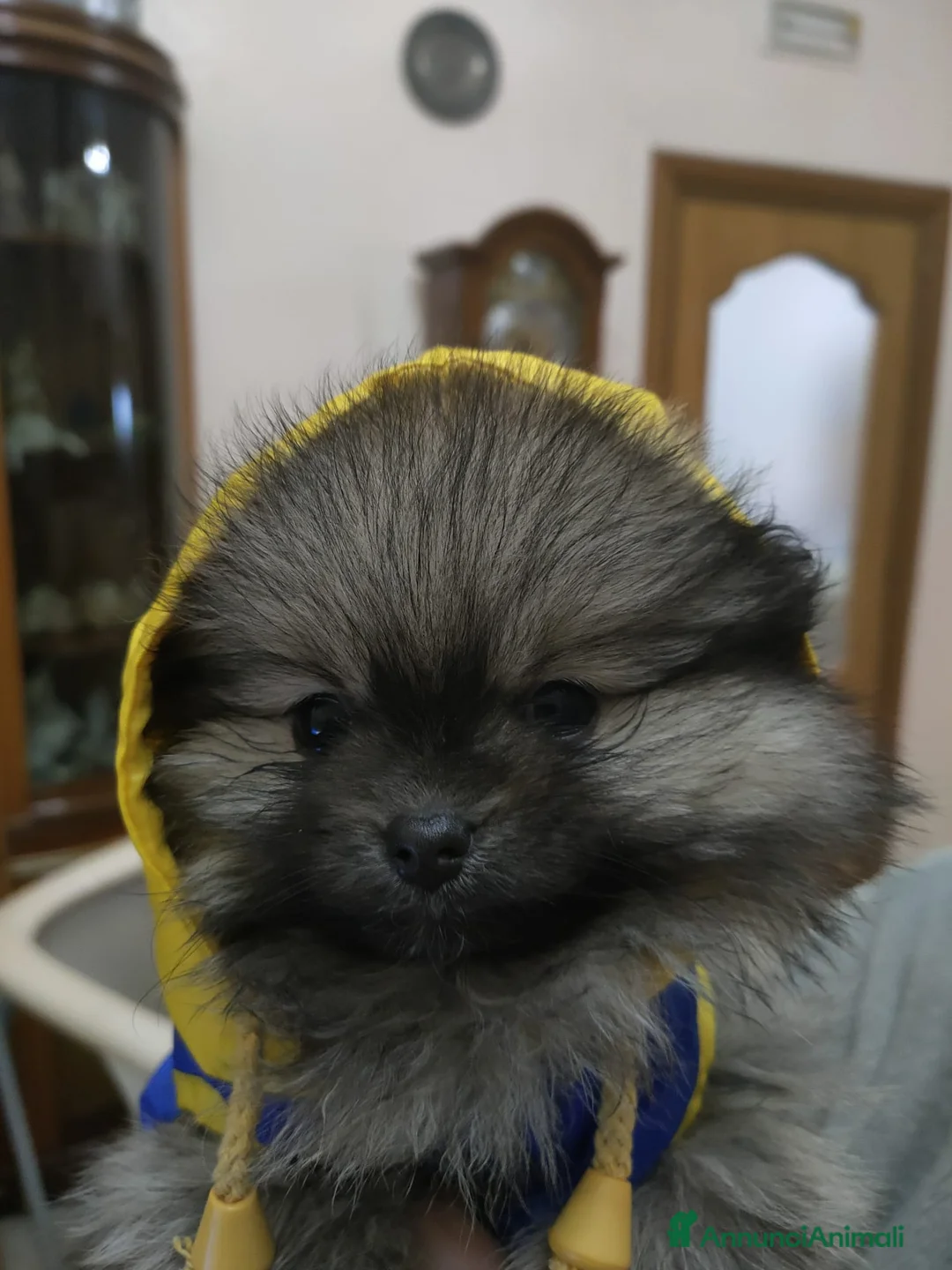 Volpino Pomerania cani in vendita: POMERANIA  - Annuncio 3