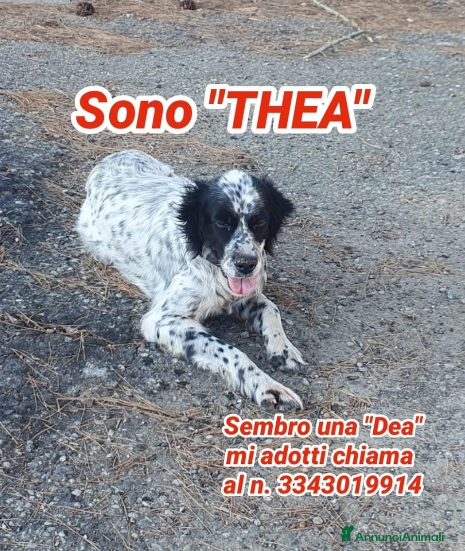 Meticcio cani THEA 🩷 ha ancora tanto amore da vivere e da dare  - Annuncio 2