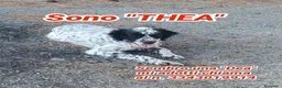 Meticcio cani in regalo: THEA 🩷 ha ancora tanto amore da vivere e da dare  a Provincia di Treviso - Annuncio 1