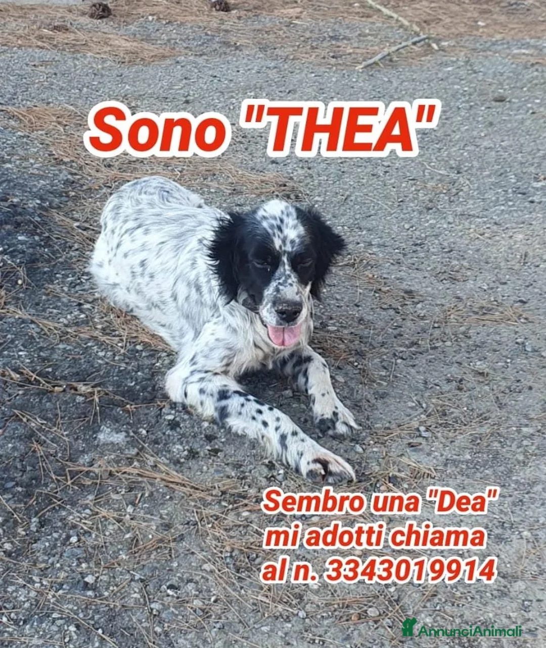 Meticcio cani in regalo: THEA 🩷 ha ancora tanto amore da vivere e da dare  a Provincia di Treviso - Annuncio 1