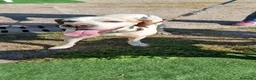 Pointer cani in regalo: LEVANTE🩷una pointer inglese da innamorarsi subito a Provincia di Pavia - Annuncio 7