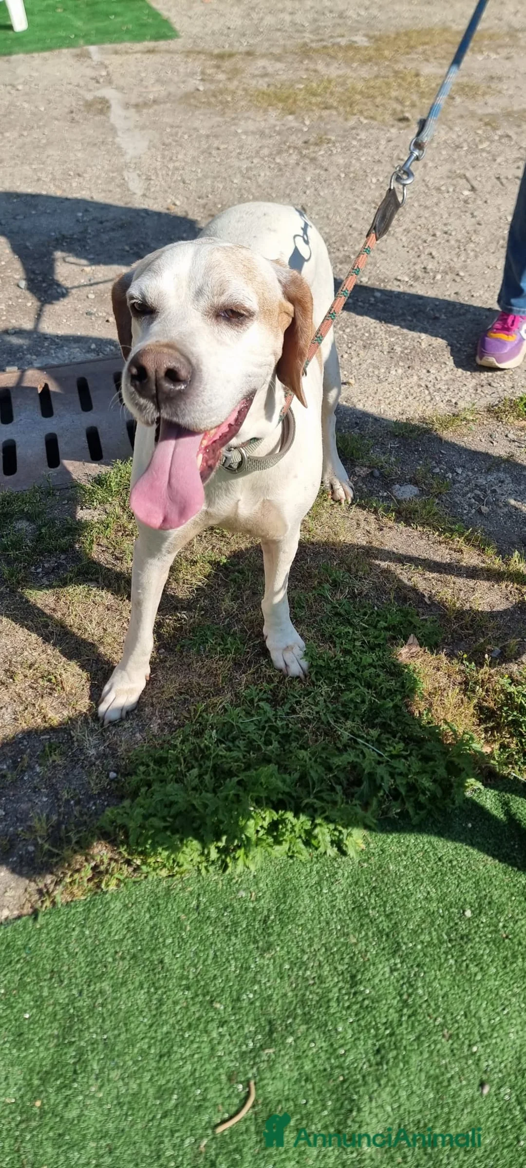 Pointer cani in regalo: LEVANTE🩷una pointer inglese da innamorarsi subito a Provincia di Pavia - Annuncio 7