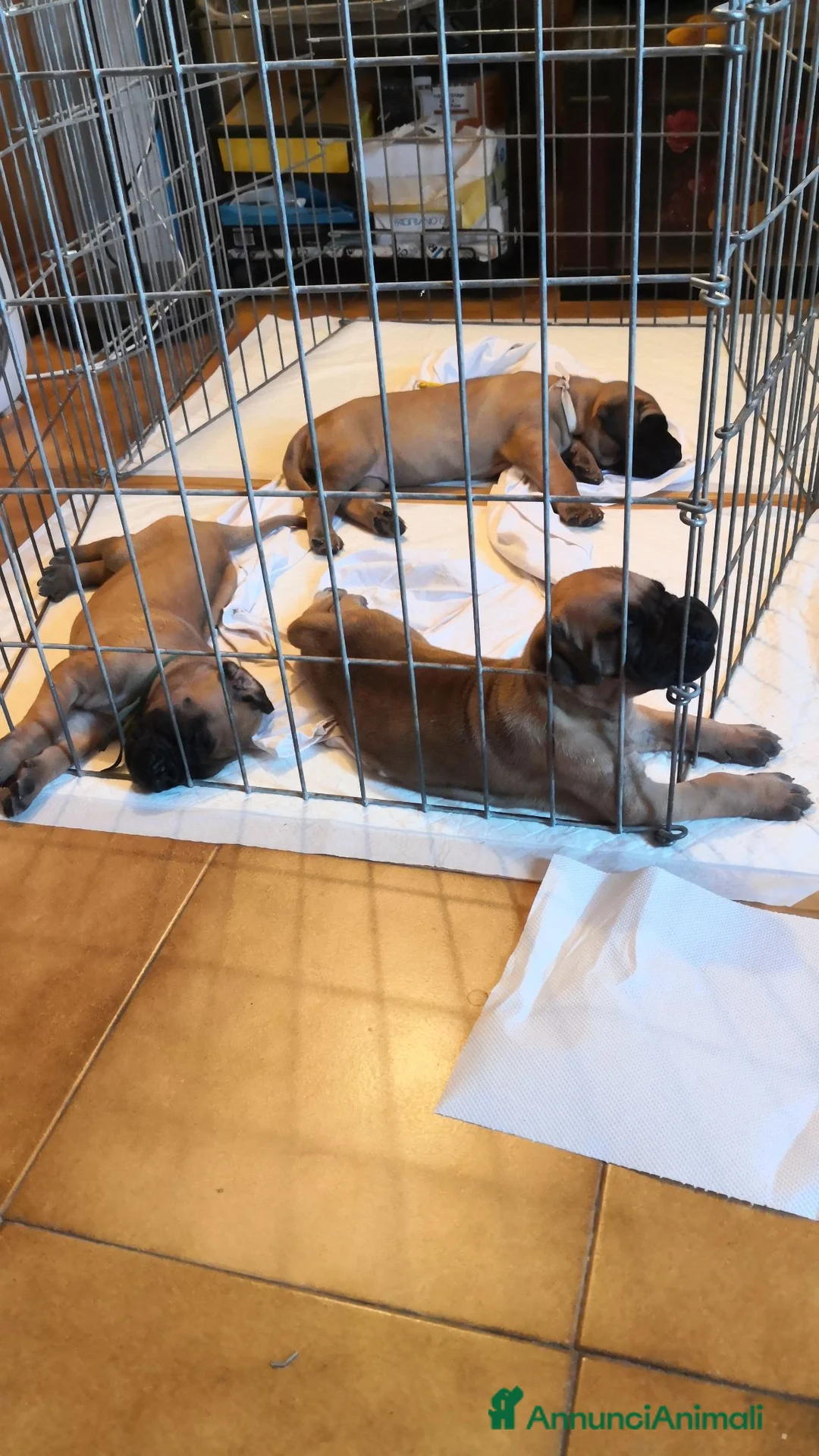 Alano cani in vendita: Cuccioli Alano Fulvi  a Provincia di Lucca - Annuncio 3