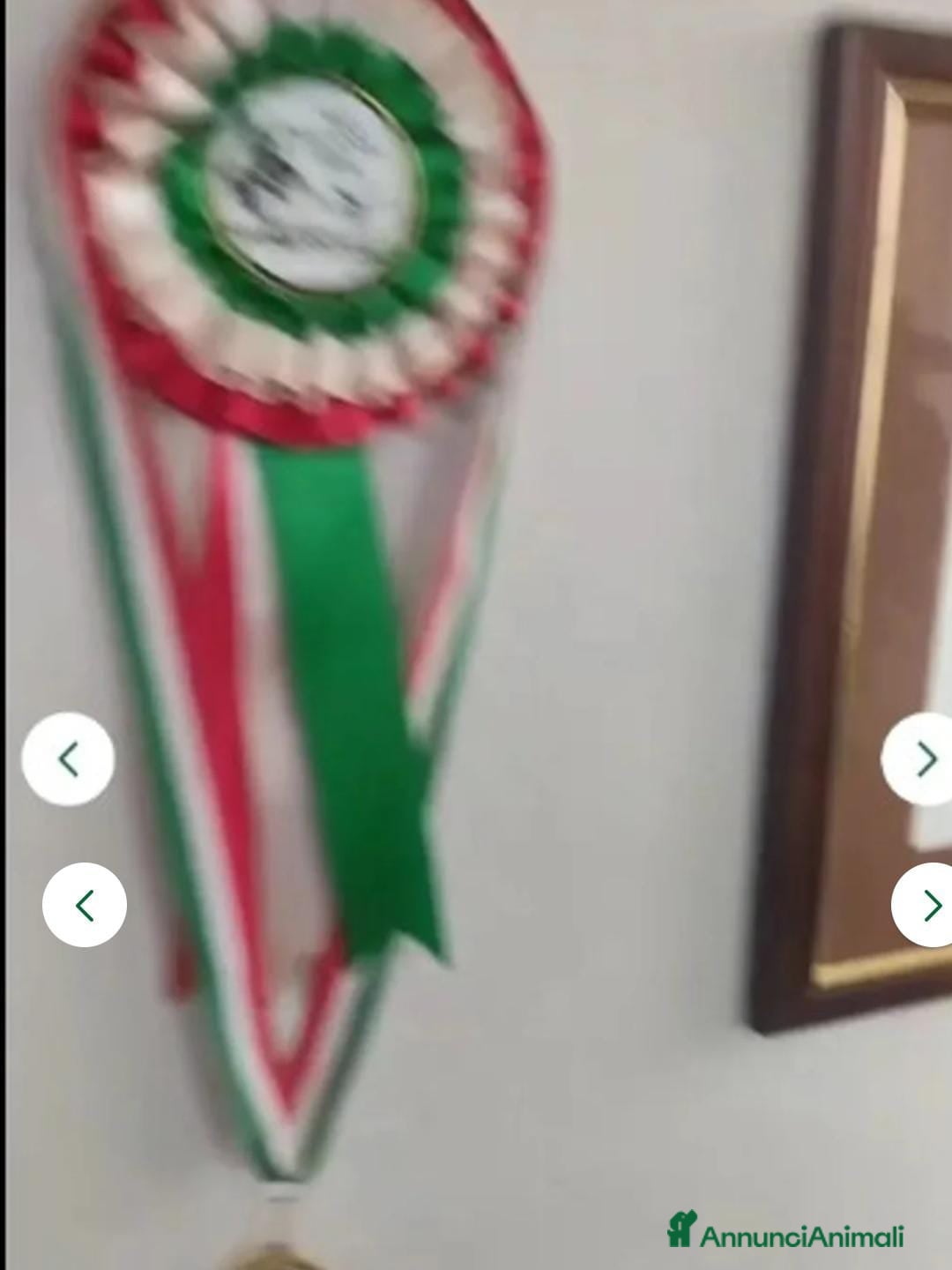 Pastore Tedesco cani in vendita: splendidi cuccioli  - Annuncio 15